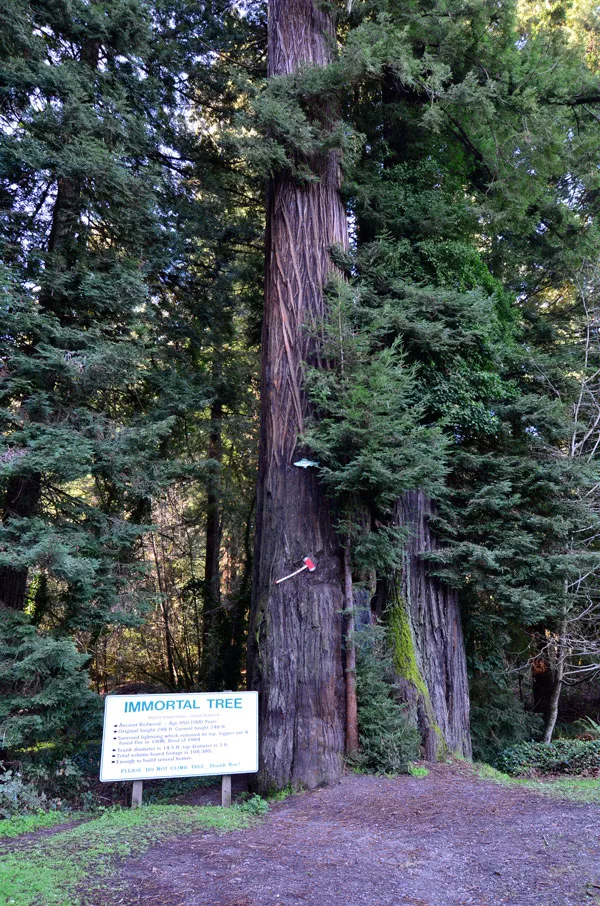 The Immortal Tree - DREW HYLAND
