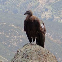 The Pinnacles Condor Experience