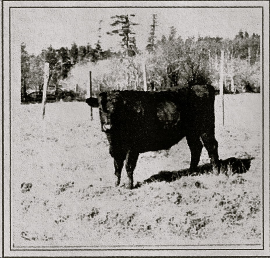 Tough beef: The steer known as ‘Captain Courageous.’ - PHOTO COURTESY OF THE KLAMATH CHAMBER OF COMMERCE