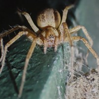 HumBug: Spiders in the House