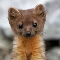 Lawsuit Filed Over Humboldt Marten Endangered Species Listing