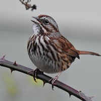 An Eye on the Sparrow