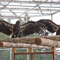 Condors Return to the North Coast's Skies (with Video)