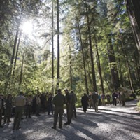 Protecting the Titans: New Trail Provides Safe Access to Ancient Grove
