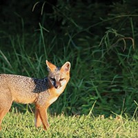 Caution Urged After Second Fox Bite Report