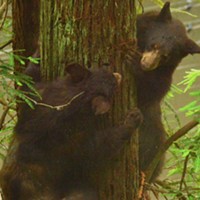 Zoo's Yearling Bears are Branching Out (With Video)