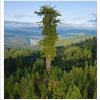 Buzzkill: That's Not the World's Tallest Tree