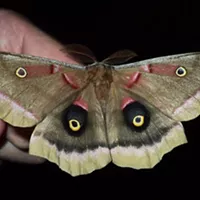 Humbug: That's One Big Moth