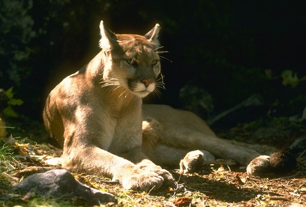 Arcata police are alerting residents and community forest visitors about a mountain lion sighting. - CALIFORNIA DEPARTMENT OF FISH AND WILDLIFE