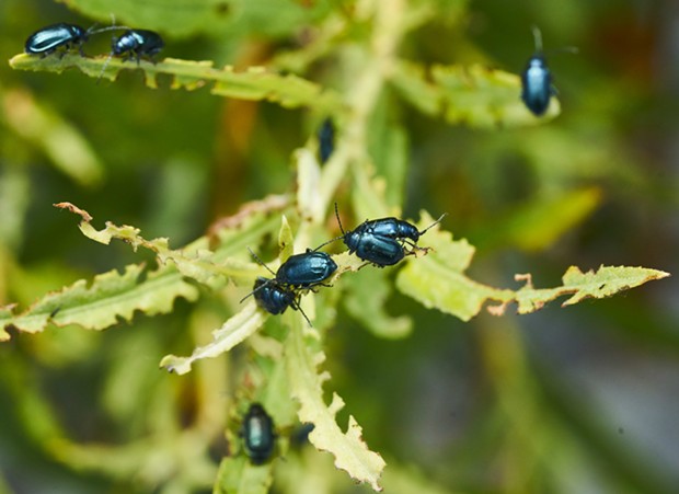 Blue willow beetles can strip entire branches of leaves. - PHOTO BY ANTHONY WESTKAMPER