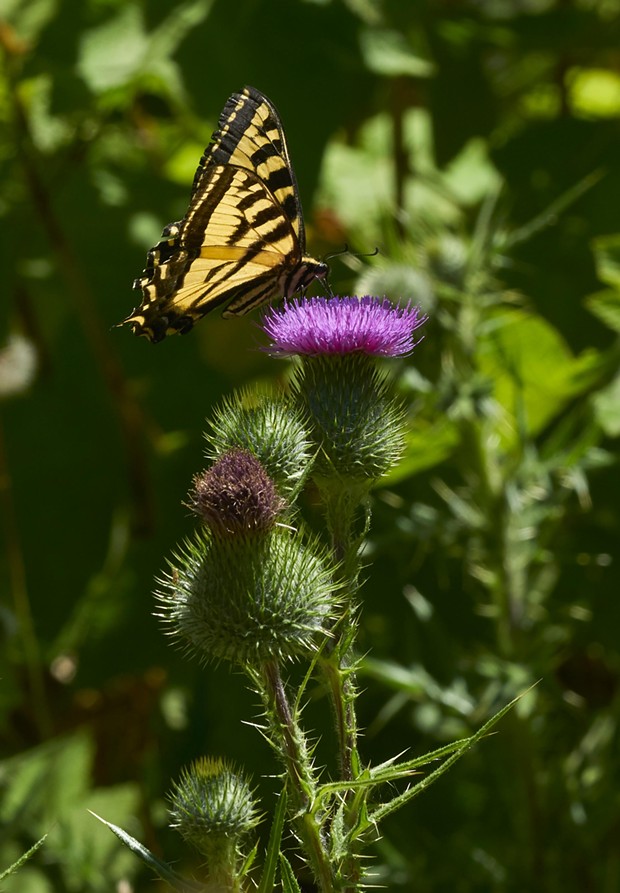 Western tiger swallowtail on thistle. - PHOTO BY ANTHONY WESTKAMPER