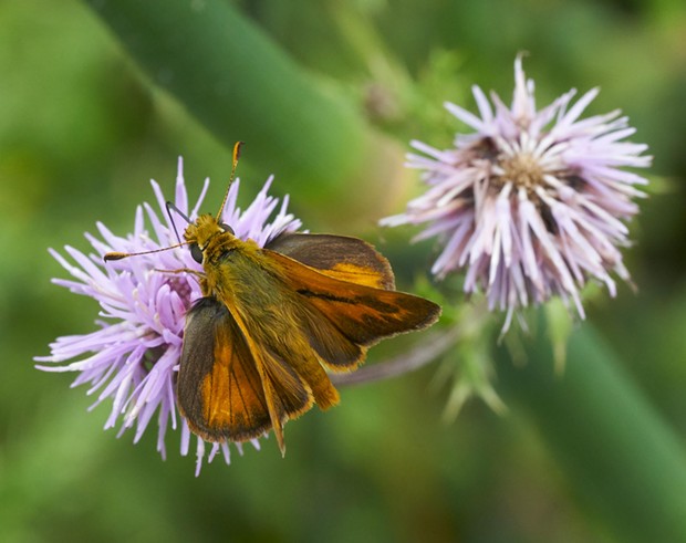 A spunky little skipper on a thistle. - PHOTO BY ANTHONY WESTKAMPER