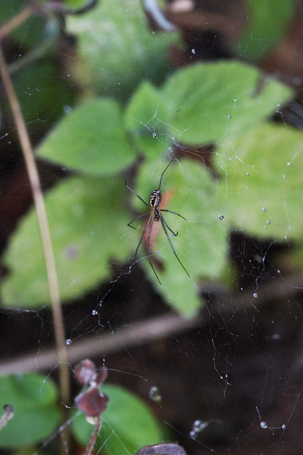 Closeuo of Sierra dome spider (Neriene litigosa). - PHOTO BY ANTHONY WESTKAMPER