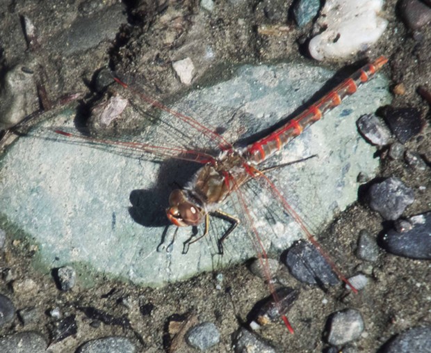 Variegated meadowhawk basks in the sun. - PHOTO BY ANTHONY WESTKAMPER