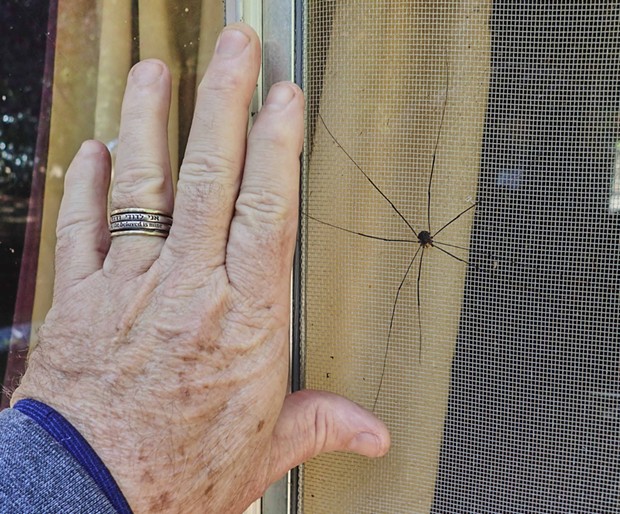 Showing the size of the creature next to my hand. - PHOTO BY ANTHONY WESTKAMPER