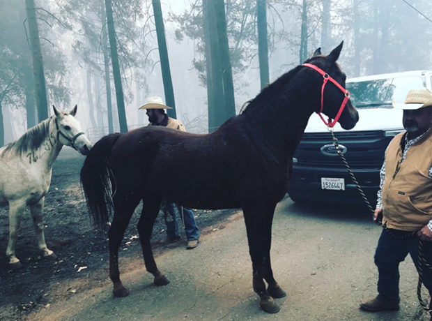 “Volunteer organizations, including @NVADG, have been working to relocate and shelter animals from the fire area,” tweeted Butte Cal Fire. “We couldn’t have accomplished as much as we have over the past week without their help.” - BUTTE CAL FIRE