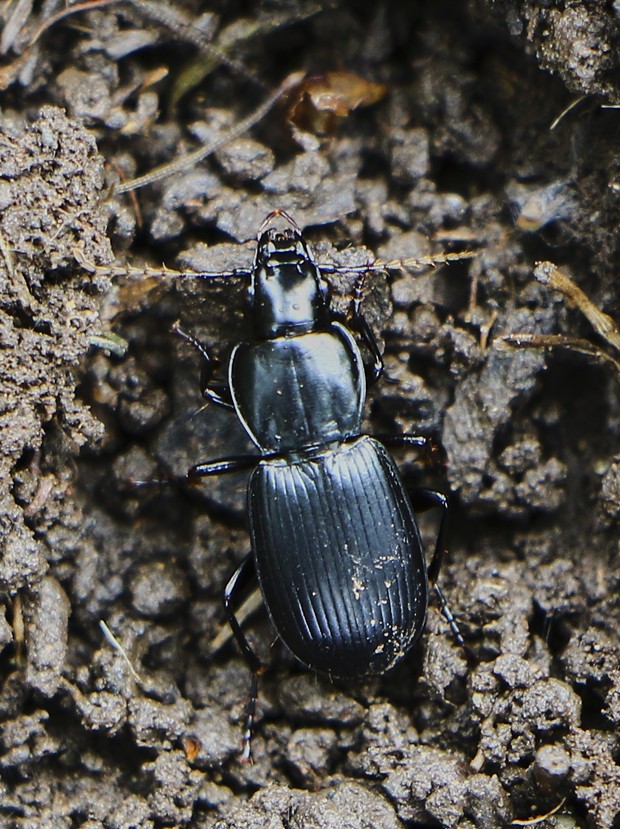 A Pterostichus beetle uncovered when I overturned a rock. - PHOTO BY ANTHONY WESTKAMPER