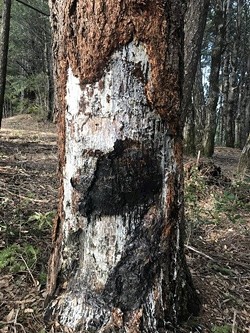 Evidence of a burn scar on a tree. - HCSO