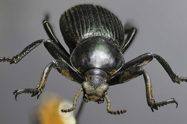 Darkling beetle stacked image. Ya' got a little dung  on your face there, buddy. - PHOTO BY ANTHONY WESTKAMPER