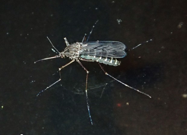 Female mosquitos lay eggs on the water's surface. - PHOTO BY ANTHONY WESTKAMPER