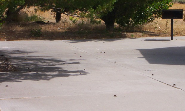 2004 Mormon crickets at a rest area on U.S. Highway 50 in Nevada. - PHOTO BY ANTHONY WESTKAMPER