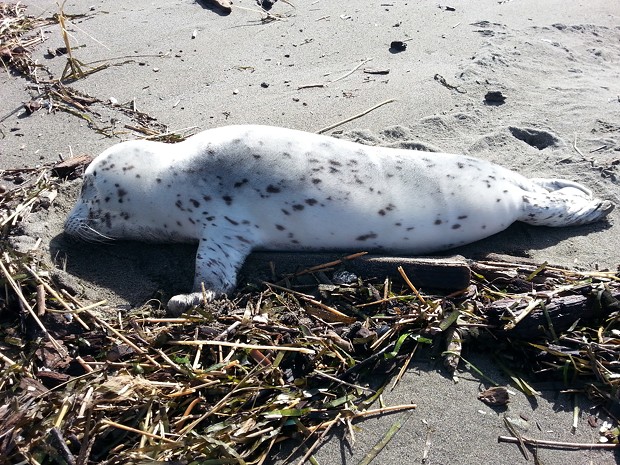 Seal pups are cute, but don't touch. They are just waiting for mom to return. - FILE