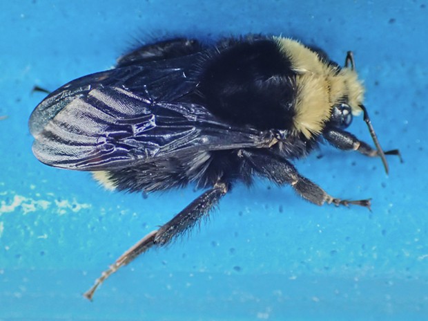 Another cold bumblebee on my recycling can. Yellow-faced bumblebee (Bombus vosnesenskii). - PHOTO BY ANTHONY WESTKAMPER