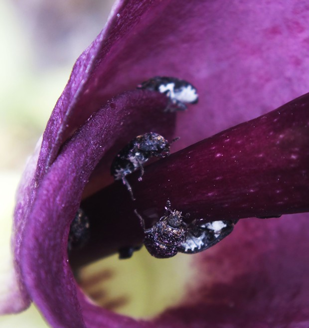 Voodoo lily with Dermestid beetles. - PHOTO BY ANTHONY WESTKAMPER