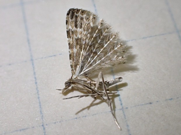 A tiny 21 plumed moth. - PHOTO BY ANTHONY WESTKAMPER
