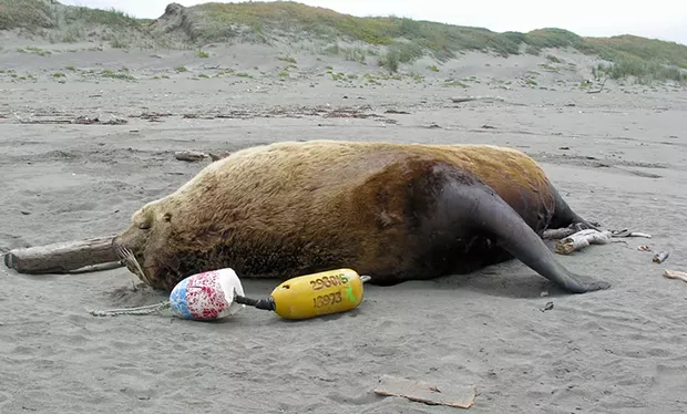 Steller Sea Lion