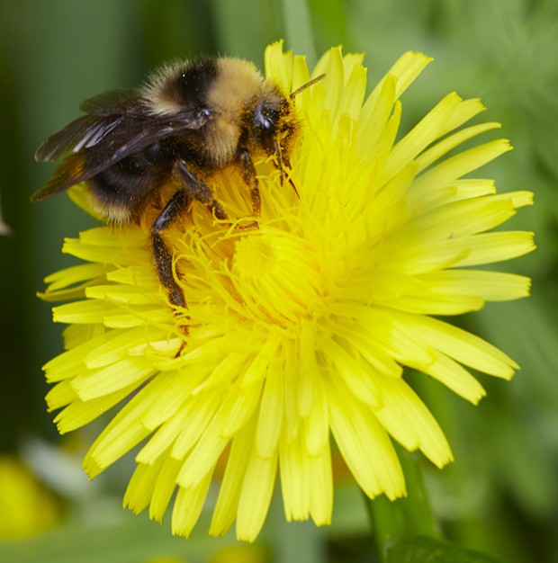 An as yet to be identified bumblebee on dandelion - PHOTO BY ANTHONY WESTKAMPER