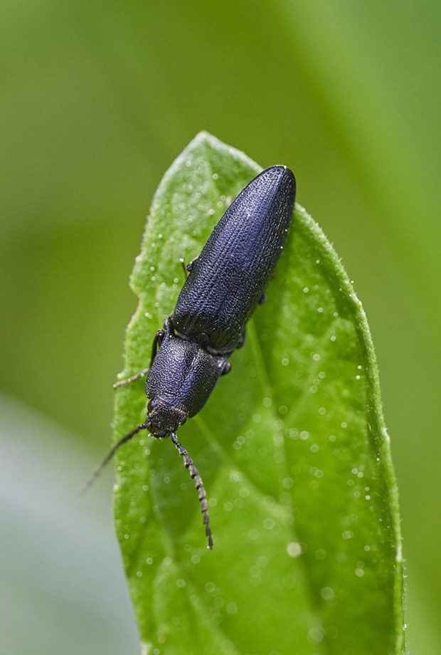 Click beetle. - PHOTO BY ANTHONY WESTKAMPER