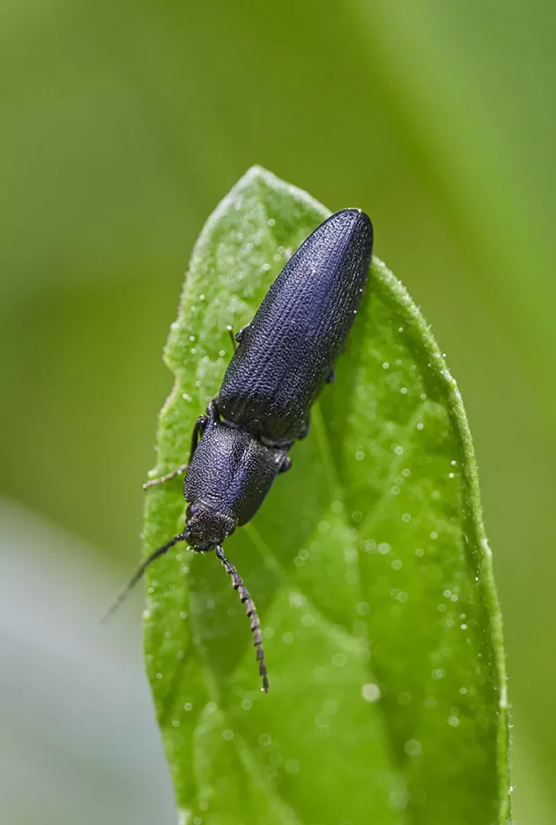 HumBug: Beetles in the Spring | HumBug Online
