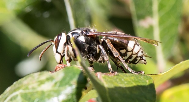 A profile shot of a worker bald faced hornet. - PHOTO BY ANTHONY WESTKAMPER