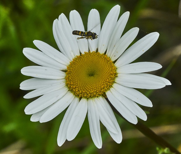 Syrphid fly inspects a daisy before landing. - PHOTO BY ANTHONY WESTKAMPER