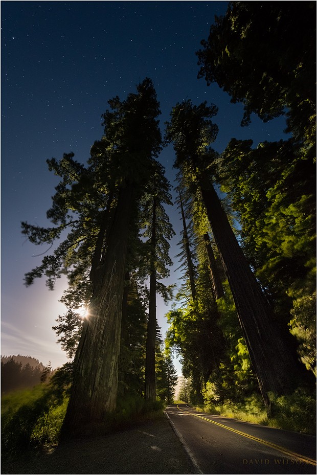 Guardians of the Night. The full moon rises behind towering redwoods standing watch on the Avenue of the Giants in the Eel River valley. It was 11:30 p.m. A breeze played among the branches and grasses beside the road. Sunlight? Nope! The only light on the landscape was that of the moon, made bright from a long exposure in this photograph. Humboldt County, California. - DAVID WILSON