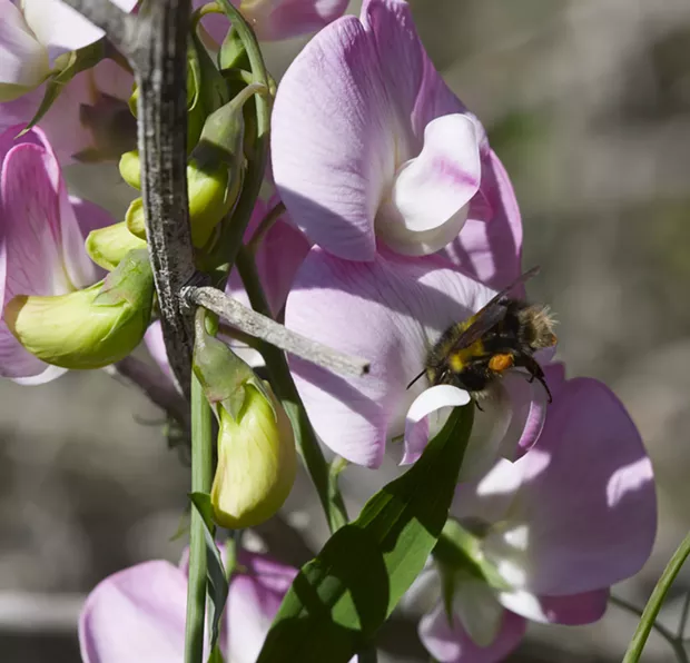 A bumblebee forces its way into a pea flower. - ANTHONY WESTKAMPER