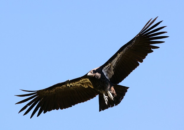 A wild-hatched condor. - COURTESY OF REDWOOD NATIONAL PARK