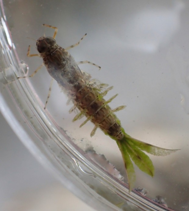 Mayfly larva in temporary captivity. - PHOTO BY ANTHONY WESTKAMPER