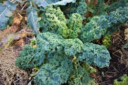 Kale from Matt Drummond's garden. - IRIDIAN CASAREZ