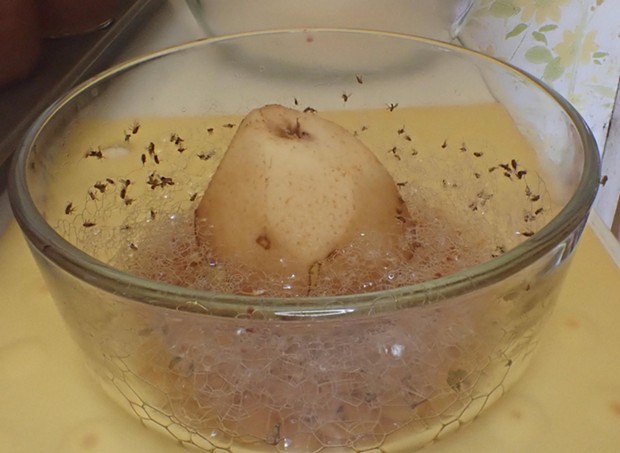 A semi rotten pear lures hundreds of Drosophila to a soapy doom. - PHOTO BY ANTHONY WESTKAMPER