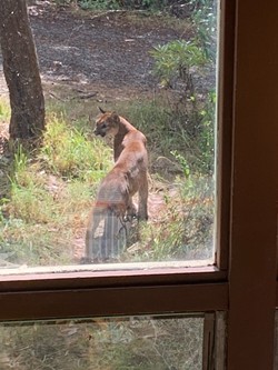 A mountain lion spotted from a Bayside window. - PORTIA HERGER