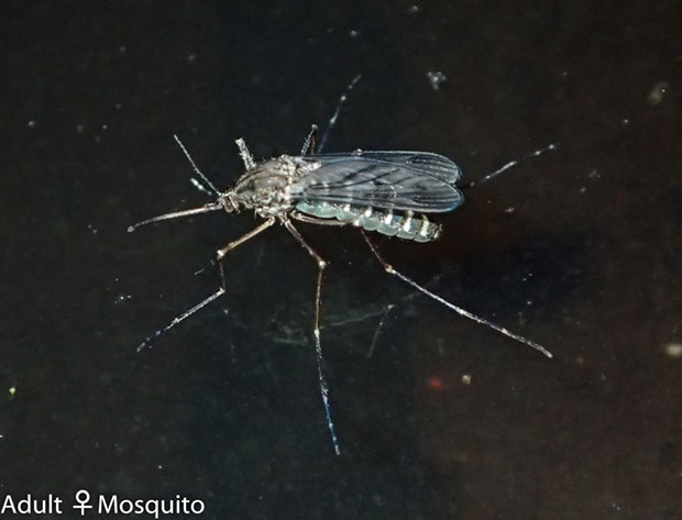 A mosquito skates on the water surface, most likely laying eggs in a pan of water in my backyard. - PHOTO BY ANTHONY WESTKAMPER