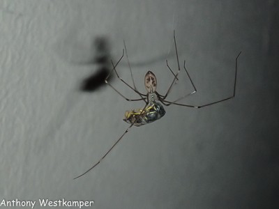Cellar spider (Pholcus sp.) wraps up a yellow jacket in my back room. - PHOTO BY ANTHONY WESTKAMPER