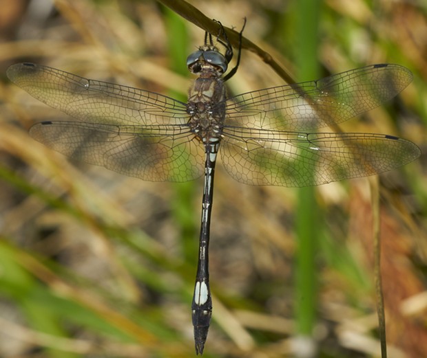 Pale-faced clubskimmer. - PHOTO BY ANTHONY WESTKAMPER