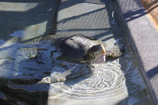 Donatello taking a rehabilitative swim at a Sausalito veterinary hospital. - THE MARINE MAMMAL CENTER