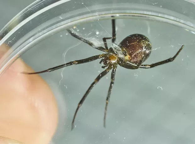 False black widow ventral side. Note: no red hourglass. - PHOTO BY ANTHONY WESTKAMPER