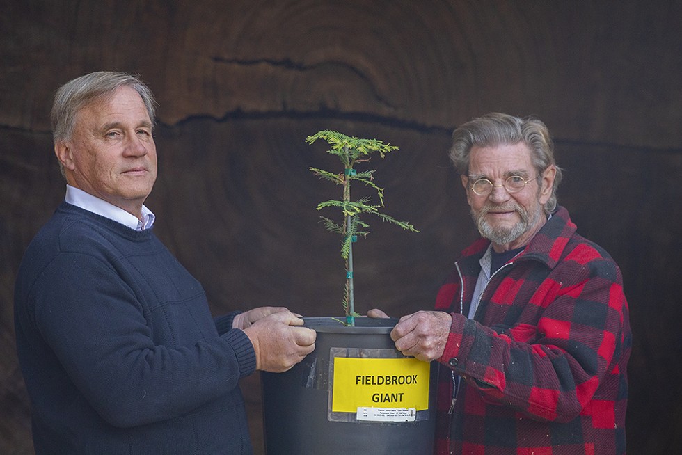 Steve D'Agati (left) and Eric Hollenbeck hold up the sapling in front of the Fieldbrook Giant's cross-section at the Blue Ox. Photo by Thomas Lal