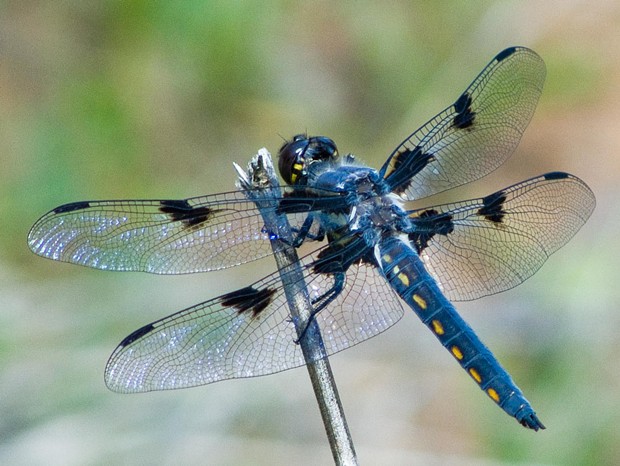 Hoary skimmer (Libellula nodisticta), very young, not grayed out by time yet. - PHOTO BY ANTHONY WESTKAMPER