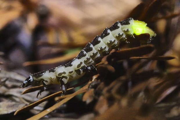 Douglas Fir glow worm, (Pterotus obscuripennis) requires a delicate balancing act between light and darkness. - PHOTO BY ANTHONY WESTKAMPER